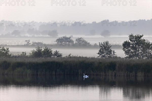 Ground fog over the Bodden near Prerow with swan