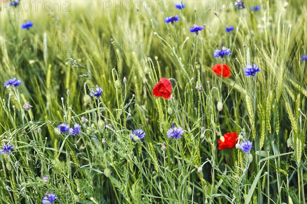 Red poppy flowers (Papaver rhoeas), green barleys (Hordeum vulgare), cornflowers (Centaurea cyanus), field flowers, wildflowers in barley field, symbolic photo, organic farming, organic cultivation, Weserbergland, Polle, Lower Saxony, Germany, Europe