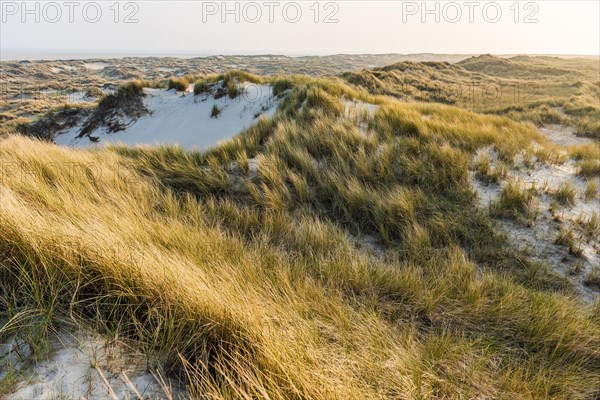 A peaceful dune landscape in the evening light with gentle sunshine on beach grasses