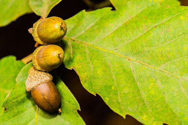 Close-up of acorns clinging to a bright green oak leaf, in South Korea