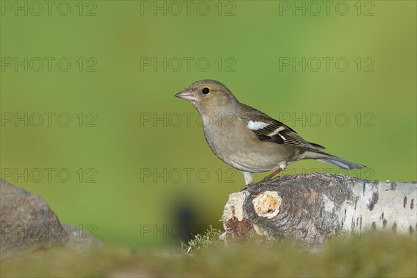 Common chaffinch (Fringilla coelebs), female sitting on dead wood on the forest floor, Wilnsdorf, North Rhine-Westphalia, Germany, Europe