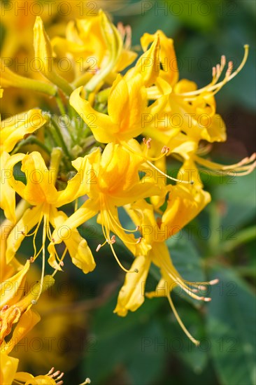 Rhododendron (azalea) flowers of various colors in the spring garden. Closeup. Blurred background