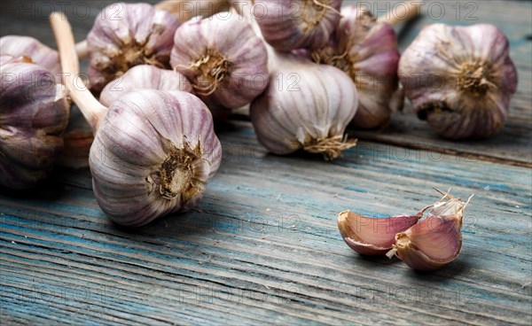 Fresh violet garlic on a blue rustic wooden background with copy space