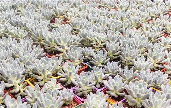 Various types of succulent in flower pots in the greenhouse. Closeup, selective focus