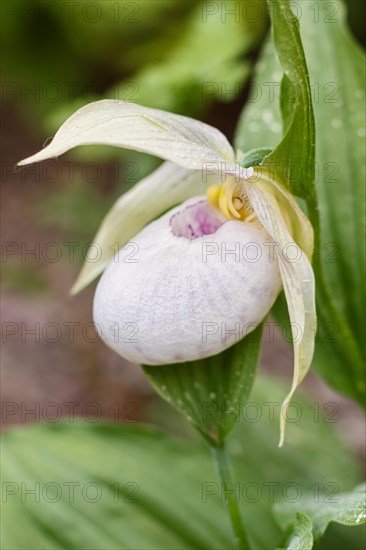 Beautiful orchids of different colors on green background in the garden. Lady's-slipper hybrids. Close up