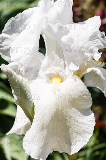 Beautiful multicolored iris flower bloom in the garden. Close up, fragility and summer concept