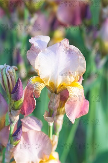 Colorful pink and yellow irises in a botanical garden