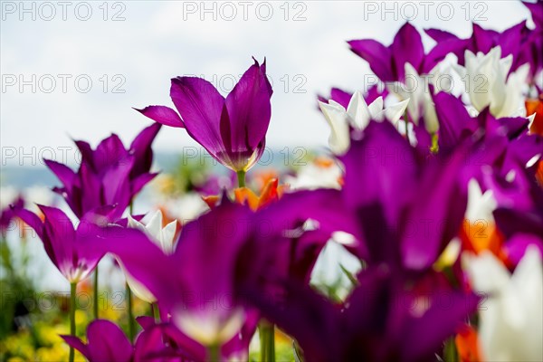 Blooming tulips, lakeside promenade, Ueberlingen, Lake Constance, Baden-Wuerttemberg, Germany, Europe