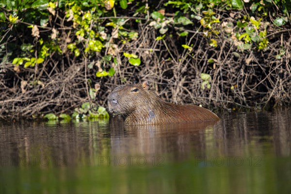 Capybara (Hydrochaeris hydrochaeris) Pantanal Brazil