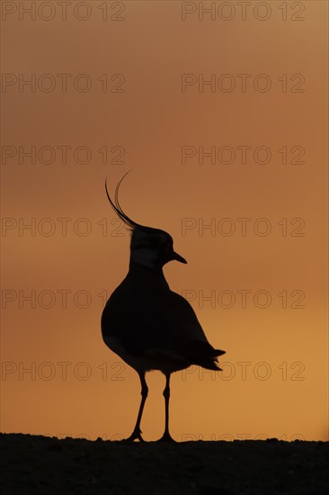 Northern lapwing (Vanellus vanellus) adult bird silhouetted on a ridge at sunset, England, United Kingdom, Europe