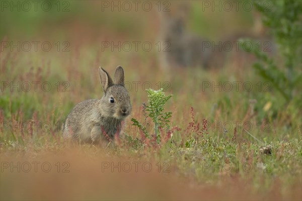 Rabbit (Oryctolagus cuniculus) juvenile baby animal on grassland, Suffolk, England, United Kingdom, Europe