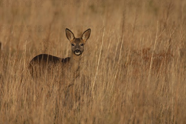 Roe deer (Capreolus capreolus) juvenile female in grassland, Suffolk, England, United Kingdom, Europe