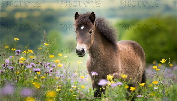 KI generated, animal, animals, mammal, mammals, biotope, habitat, one, individual animal, foraging, wildlife, meadow, pasture, Exmoor pony, horse, horses, ungulates, English pony breed, South West England, Exmoor, (Equus ferus caballus), foal, flower meadow