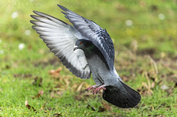 City dove (Columba livia forma domestica) in flight, wildlife, Germany, Europe