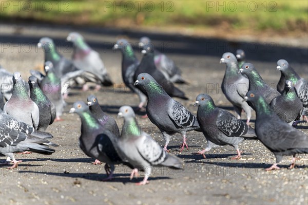 City doves (Columba livia forma domestica) at a feeding site, wildlife, Germany, Europe