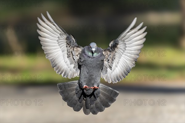 City dove (Columba livia forma domestica) in flight, wildlife, Germany, Europe