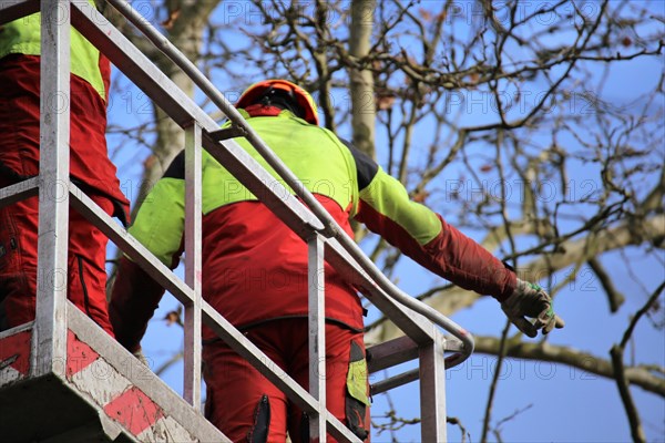 Workers on the work platform pruning or maintaining trees