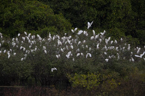 Cattle egret (Bubulcus ibis) roost Pantanal Brazil