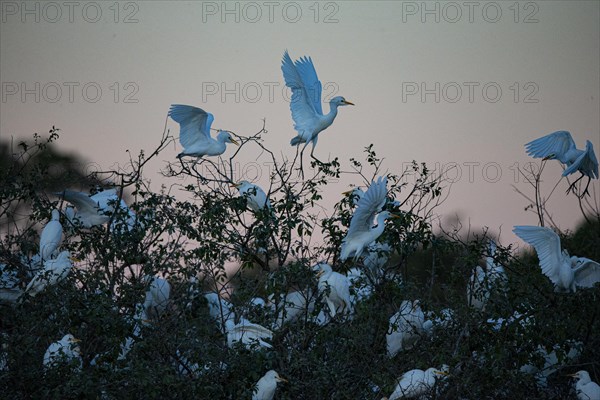 Cattle egret (Bubulcus ibis) roost Pantanal Brazil