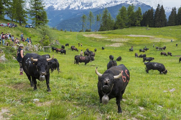 Cow fight of the Herens cows to determine the queen, cow, festival, cattle, alpine pasture, queen, tradition, fight, rank, hierarchy, Alps, Valais, Switzerland, Europe