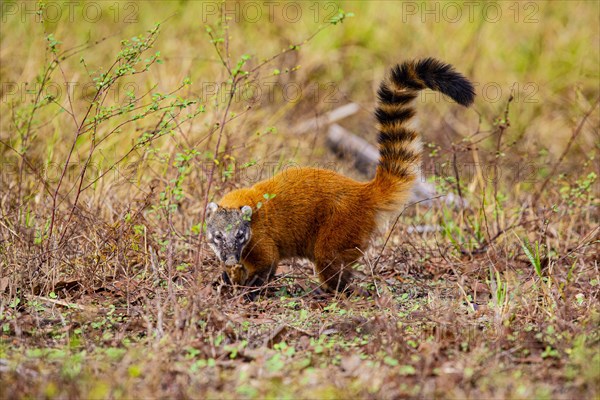 South American coati (nasua nasua) Pantanal Brazil