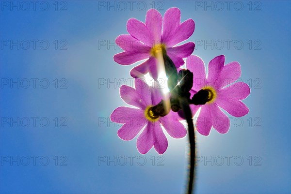 Bird's-eye primrose (Primula Farinosa) in back light, near Wallgau, Upper Bavaria, Germany, Europe