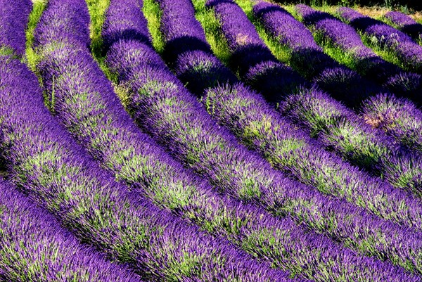 Rows of lavender (Lavandula angustifolia) near Valensole, Provence-Alpes-Cote d'Azur region, France, Europe
