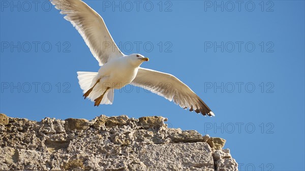 A seagull with outspread wings flies in front of a bright blue sky, sea fortress Methoni, Peloponnese, Greece, Europe