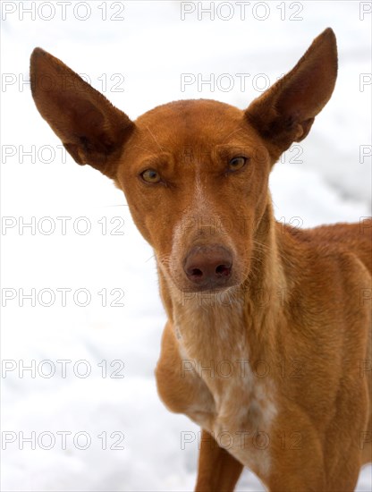 Canary greyhound (podenco canario) on snow covered Roque de los Muchachos, La Palma, Canary Islands, Spain, Europe