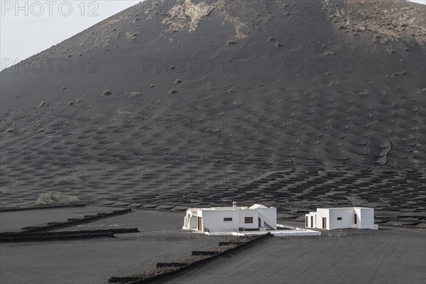 Wine growing in volcanic ash pits protected by dry stone walls, Yaiza, Lanzarote, Canary Islands, Spain, Europe