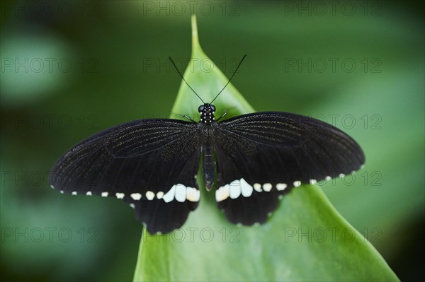 Common Mormon (Papilio polytes) sitting on a leaf, Germany, Europe