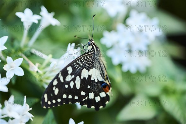 Lime butterfly (Papilio demoleus) sitting on a flower, Germany, Europe