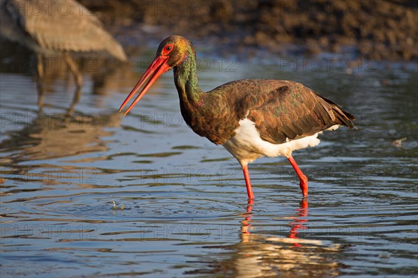 Black stork (Ciconia nigra), adult bird, Mecklenburg-Western Pomerania, Germany, Europe