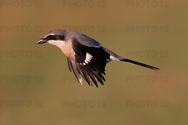 Iberian Grey Shrike (Lanius meridionalis), Southern Grey Shrike, in flight, Fuerteventura, Extremadura, Spain, Europe