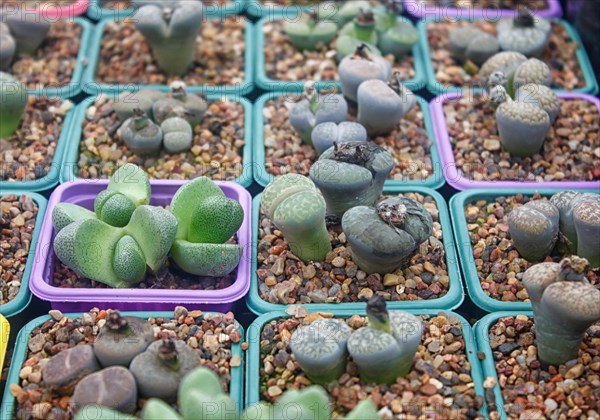 Small succulent plants background. greenhouse, top view, floral texture