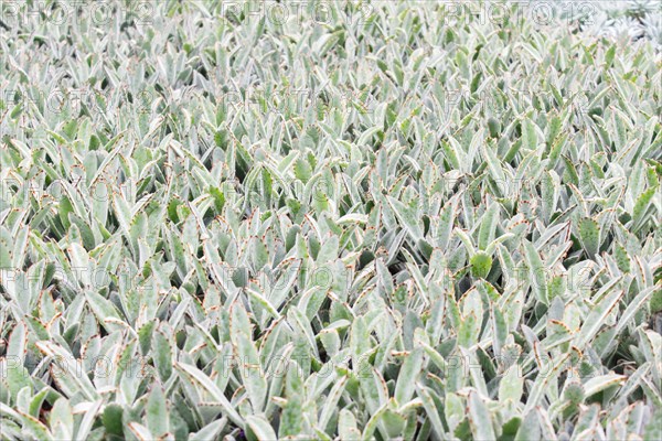 Small succulent plants background. greenhouse, top view, floral texture