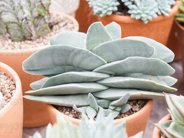 Various types of succulent in flower pots in the greenhouse. Closeup, selective focus