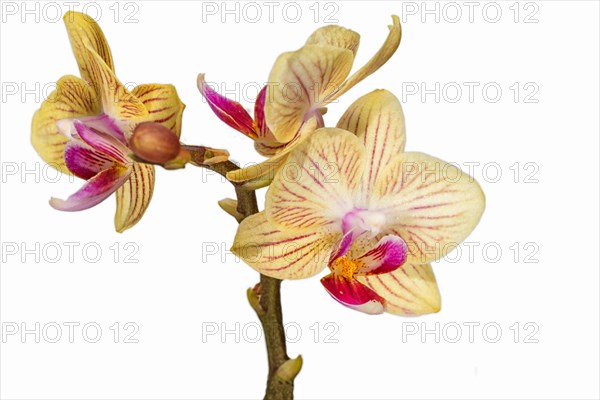 Beautiful orchids of different colors on white and grey background. Phalaenopsis hybrids. Close up