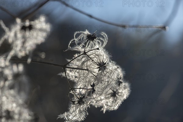 Seed head of a clematis (Clematis montana) against the light, Bavaria, Germany, Europe