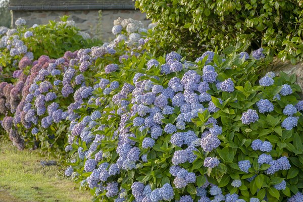 Hydrangea blossom in Brittany