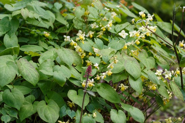 Yellow barrenwort (epimedium) flourishing in the garden