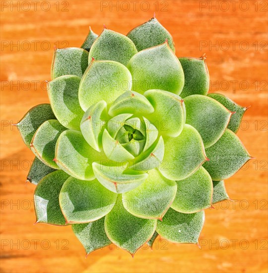 Beautiful little plant, succulent in a small flower pot. on the wooden background