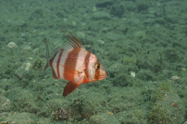 Redbanded seabream (Pagrus auriga), sea bream, dive site El Cabron marine reserve, Arinaga, Gran Canaria, Spain, Atlantic Ocean, Europe