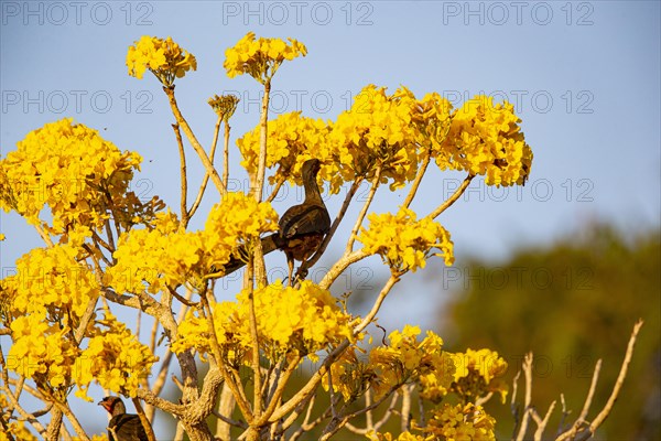 Chaco chachalaca (Ortalis canicollis) Pantanal Brazil