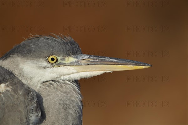 Grey heron (Ardea cinerea) adult bird head portrait, England, United Kingdom, Europe
