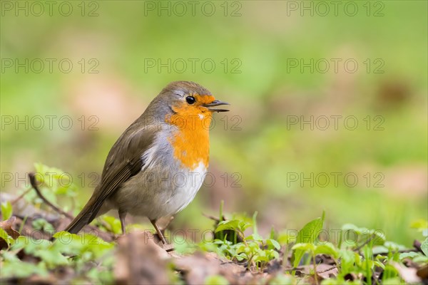 A robin (Erithacus rubecula) stands in a meadow with a soft, green background, Hesse, Germany, Europe