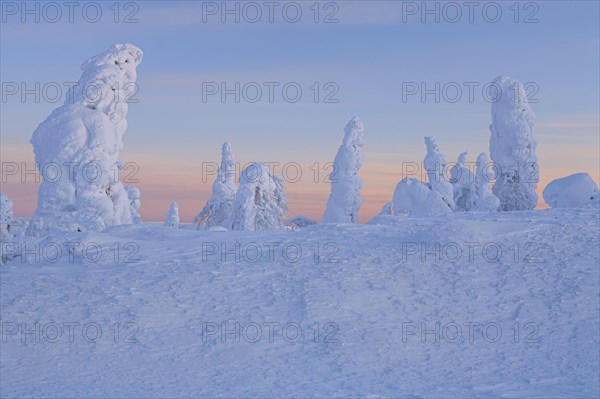 Snow-covered trees in tundra, Arctic, evening light, winter, Dalton Highway, Alaska, USA, North America