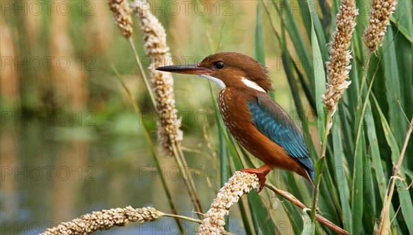 KI generated, animal, animals, bird, birds, biotope, habitat, a, individual, water, perch, reeds, water lilies, blue sky, foraging, wildlife, summer, seasons, white-throated kingfisher (Halcyon smyrnensis)