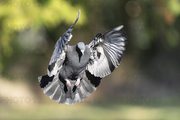 City dove (Columba livia forma domestica) in flight, wildlife, Germany, Europe