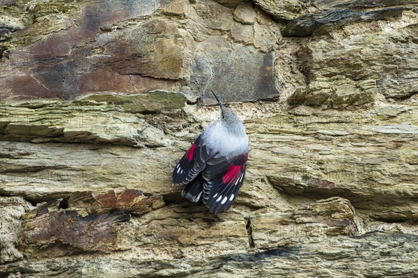 Wallcreeper (Tichodroma muraria) foraging on a wall, wildlife, Germany, Europe